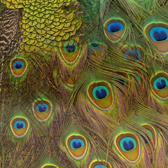 Fototapeta premium Closeup peacock feathers for background (Green peafowl)