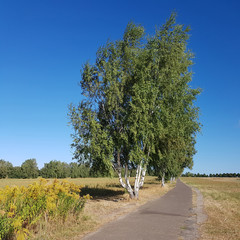 Birch trees at Berlin Wall Trail in Late summer