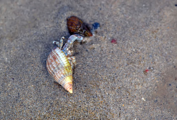 Bulot de plage