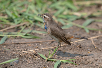 Male Bluethroats from Alaska, Bluethroat is one of the handful of birds that breed in North America and winter in Asia.