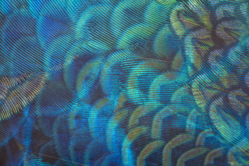 Closeup peacock feathers for background(Blue peafowl)