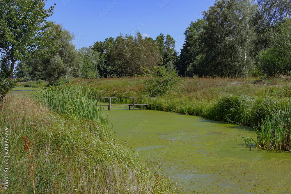 Wall mural pond overgrown with green duckweed