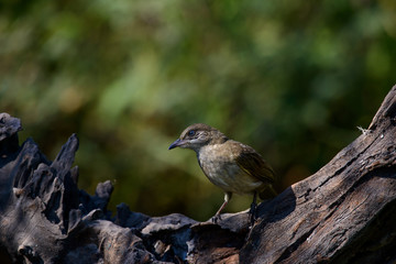 streak-eared bulbul is a member of the bulbul family of passerine birds. It is found from Thailand and northern and central Malay Peninsula to southern Indochina. 