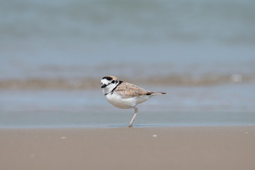 Male Malaysian plover is a small wader that nests on beaches and salt flats in Southeast Asia.