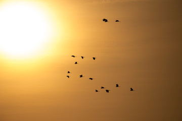 Flying Herons with sunset background, they are the long-legged freshwater and coastal birds in the family Ardeidae