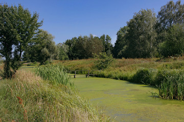 Fototapeta na wymiar pond overgrown with green duckweed