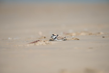 Male Malaysian plover is a small wader that nests on beaches and salt flats in Southeast Asia. 