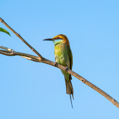 Green bee-eater or little green bee-eater is a near passerine bird in the bee-eater family. 
