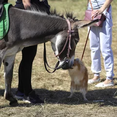 Fotobehang Donkey and Spitz.   © Ai9&iF