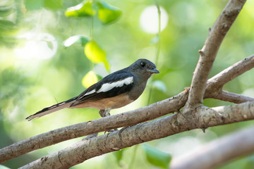 Oriental magpie-robin. They are distinctive black and white birds with a long tail that is held upright as they forage on the ground or perch conspicuously. they are common birds in urban gardens