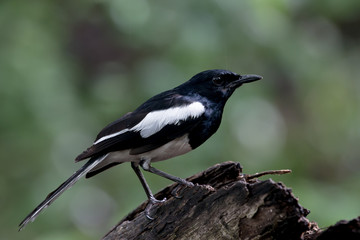 Male Oriental magpie-robin, they are common birds in urban gardens as well as forests.
