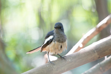 Oriental magpie-robin. They are distinctive black and white birds with a long tail that is held upright as they forage on the ground or perch conspicuously. they are common birds in urban gardens