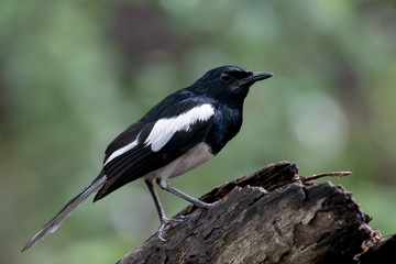 Obraz premium Male Oriental magpie-robin, they are common birds in urban gardens as well as forests.