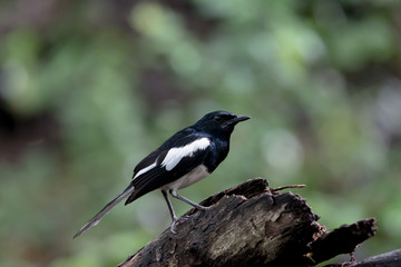 Obraz premium Male Oriental magpie-robin, they are common birds in urban gardens as well as forests.