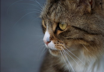 Eyes of cat © Evelie