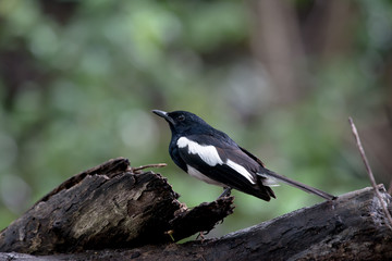 Male Oriental magpie-robin, they are common birds in urban gardens as well as forests.