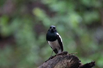 Male Oriental magpie-robin, they are common birds in urban gardens as well as forests.