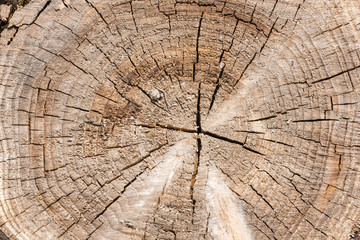 Abgesägter Holz Baumstamm mit schöner Holzstruktur als Hintergrund