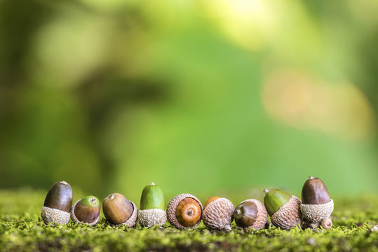 Eicheln auf Moos im Wald vor einem gr&uuml;nen Hintergrund