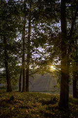 Naklejka premium sunset in forrest