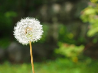 dandelion with white seeds