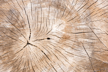 Holz Baumstamm mit schöner Holzstruktur als Hintergrund