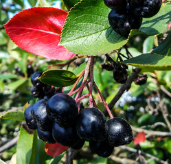 Black chokeberry ripe in the garden