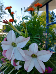 Sweet tobacco blossomed in the garden