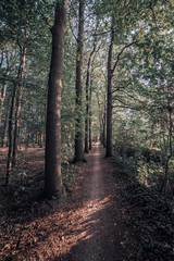 Fototapeta premium Path in deciduous summer forest.