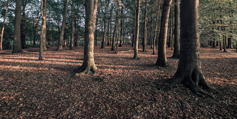 Tree trunks in sunlight in forest with ground covered in leaves.