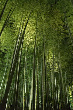 Fototapeta Bamboo grove, bamboo forest at Arashiyama, Kyoto, Japan