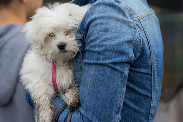 Cute white maltese on the hands of the hostess. Dogs
