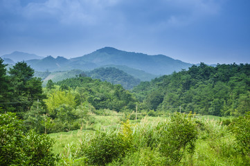 Mountain and forest landscape