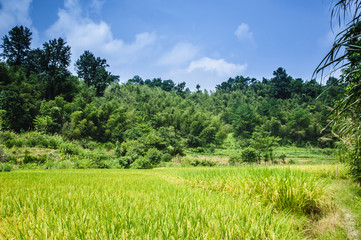 Rice field scenery in autumn
