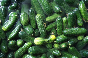 Gurken,gurke, gemüse, essen, frisch, isoliert, green, gesund, vegetarier, weiß, bio, reif, frische, zutat, roh, natur, diät, salat, gegenstand, gesundheit, ackerbau, pflanze, close up