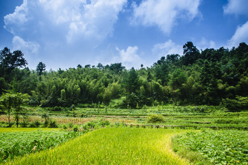 Obraz premium Rice field scenery in autumn