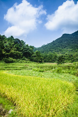Fototapeta na wymiar Rice field scenery in autumn