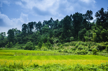 Rice field scenery in autumn