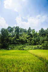 Rice field scenery in autumn