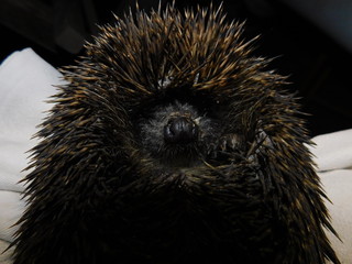 hedgehog