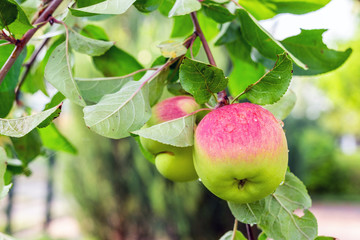 Close-up organic bio red green apples growing on tree branch in orchard. Beautiful fruit garden details. Late ripening autumn pearmain