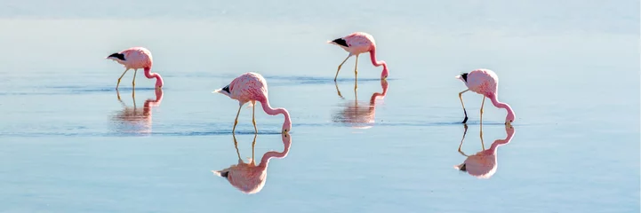 Foto auf Acrylglas Flamingo Andenflamingos in Laguna Chaxa, Atacama salar, ChileAndenflamingos in Laguna Chaxa, Atacama salar, Chile
