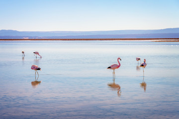 Andean flamingos in Laguna Chaxa, Atacama salar, Chile © Delphotostock