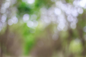 Blurred of green bokeh on tree background