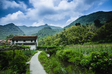 Forest and mountain scenery