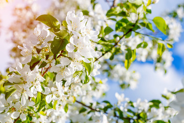 Branch of spring apple tree with white flowers, blooming background
