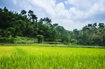 Forest and mountain scenery