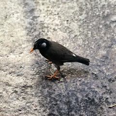 Blackbird