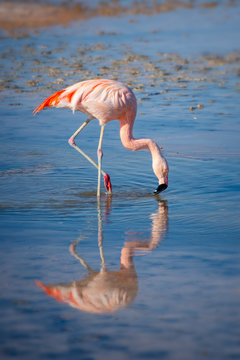 Fototapeta Close up of a Chilean flamingo in Laguna Chaxa, Atacama salar, Chile