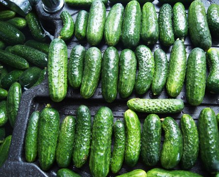 Gurken einlegen,gurke, essen, gem&uuml;se, frisch, green, isoliert, gesund, vegetarier, bio, wei&szlig;, di&auml;t, natur, salat, zutat, frische, absatzmarkt, reif, roh, gegenstand, ackerbau, gesundheit, 